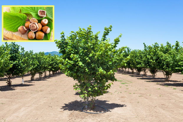 Комшији почупао 27 стабала лешника